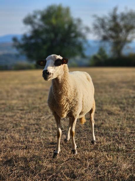 istock Graceful Sheep Grazing in Serene Countryside Landscape 2194574404