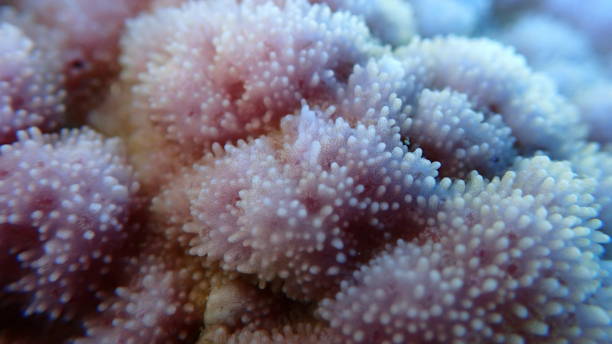 istock Pore coral (Montipora tuberculosa) extreme close-up undersea 2194575058