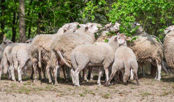 istock Flock of Sheep and Lambs. 2194575158