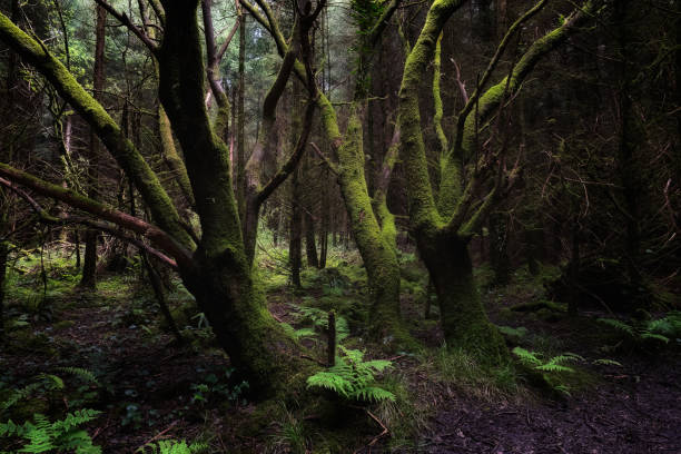 istock A view into a lush forest. Trees display extensive moss growth. Low light conditions prevail. Ground level vegetation is abundant. The scene is verdant. 2194575326