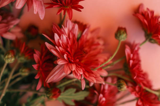 Red chrysanthemums arranged against a soft pink background, creating a vibrant and elegant floral composition perfect for seasonal, romantic, or aesthetic themes