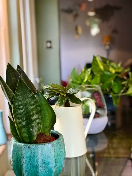 istock Selection line up of home botany plants 2194578549