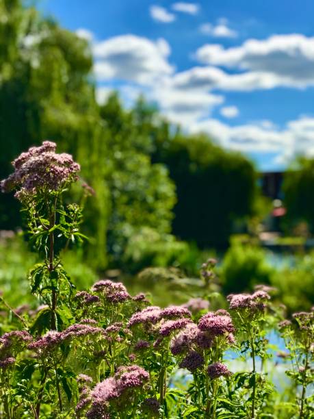 istock Purple thistle hog weed with lush river landscape 2194578569