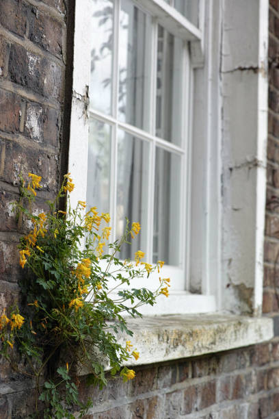 Yellow Corydalis (Pseudofumaria lutea) growing by the window sill Yellow corydalis is a familiar 'weed' of gardens, walls and rocky places. It is a garden escapee in the UK. It is native to the southern foothills of the south-western and central Alps of Italy and Switzerland, but widely introduced elsewhere. corydalis lutea stock pictures, royalty-free photos & images