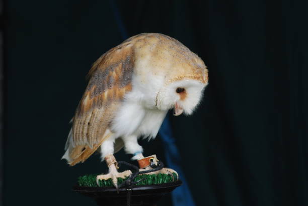 Close-up of Barn Owl flying past