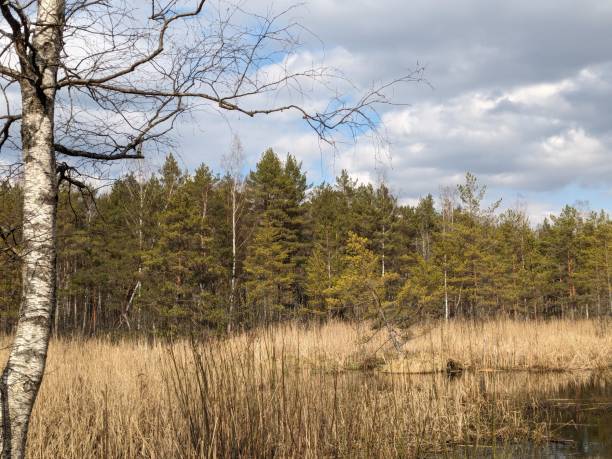 Free picture: marsh, wetland, landscape, nature, scenic