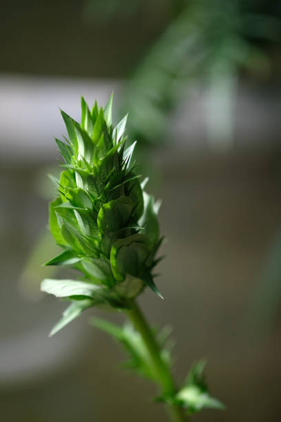 An unusual green cone-shaped plant with spikes on the stem against a blurred background