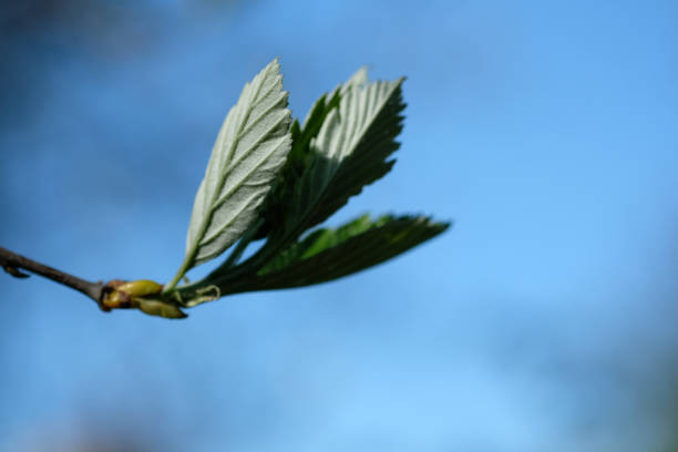 Tree blooms in spring