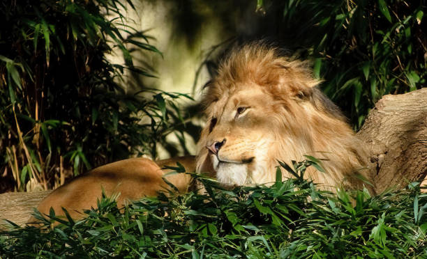 A lion