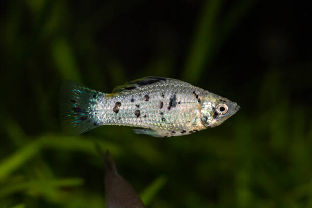 Black and white molly fish swimming between plants in an aquarium. Dalmatian molly. Black and white molly fish swimming between plants in an aquarium. black molly fish stock pictures, royalty-free photos & images