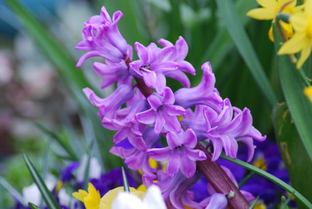 istock Light purple bell shaped flowers, South Wales UK 2194584662