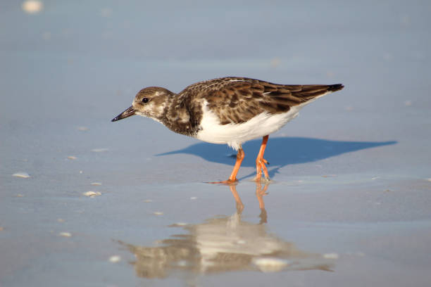 A type of Sandpiper the Ruddy Turnstone looking for food on the gulf shore