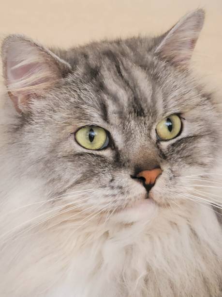 istock Headshot of beautiful cat 2194588192