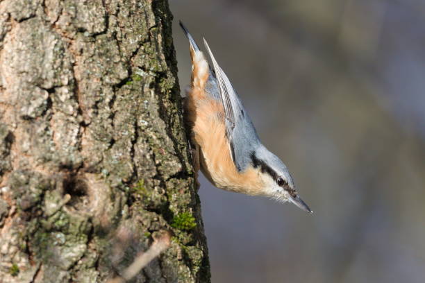 istock Common bird Sitta europaea aka Eurasian nuthatch is crawling on the tree upside down. 2194588482