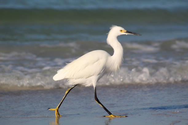 Snowy Egret with black legs and yellow feet walking along the shoreline.