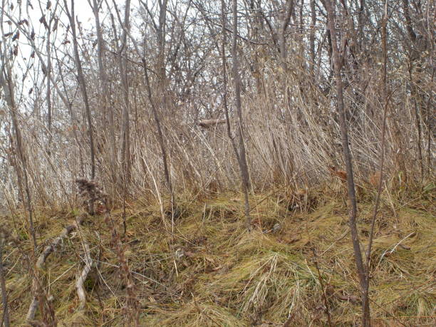 istock Sherman Campus Wetlands, North York, Toronto 2194590235