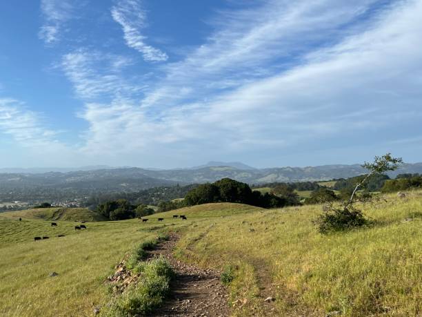 istock Taylor Mountain Regional Park, Sonoma County, California 2194590387