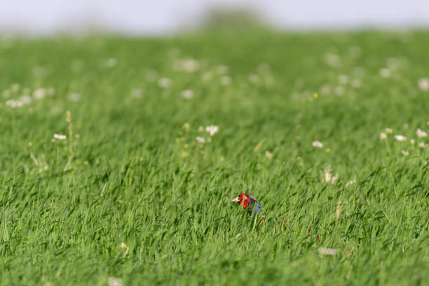 Male pheasant Phasianus colchicus in the wild. Close up. The bird hides in the field.