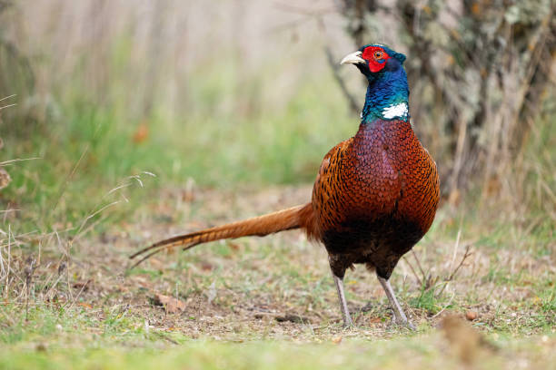 istock Male common pheasant Phasianus colchicus in the wild 2194590847