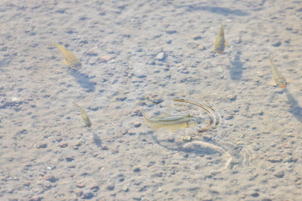 istock The fish of lake Saint Ana 2194591096