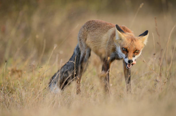 istock Red fox Vulpes vulpes. In the wilds 2194591352