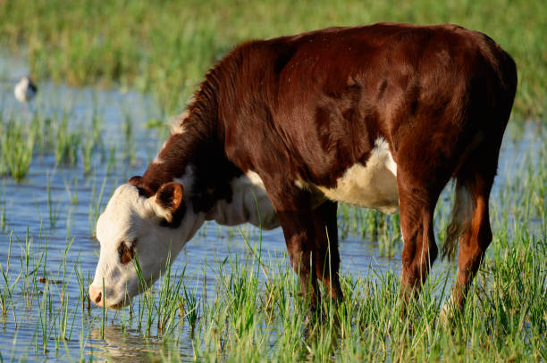 istock Cow's head close-up. Brown cow looking at the camera 2194591447