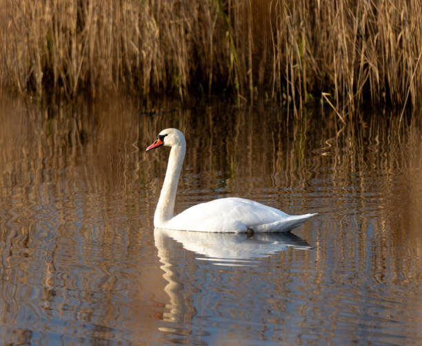 istock Mute Swan Is Swimming On The Lake 2194593792