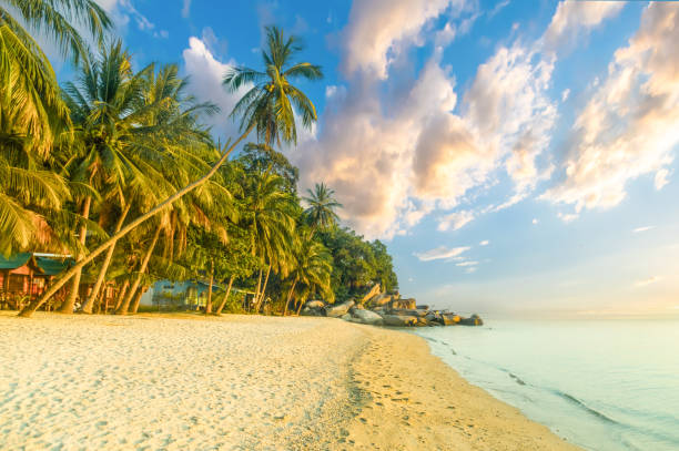 istock Tropical beach with palm trees in the evening 2194593955