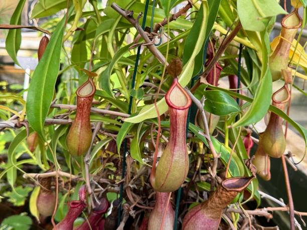 istock Close-up Nepenthes or Pitcher pot 2194594159