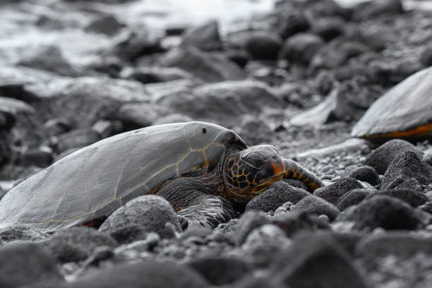 Hawaiian green sea turtle with black carapace (shell) and yellow plastron lines is resting on volcanic black rocks in the Pacific ocean coast. Punalu'u beach, Big island, Hawaii, the USA.