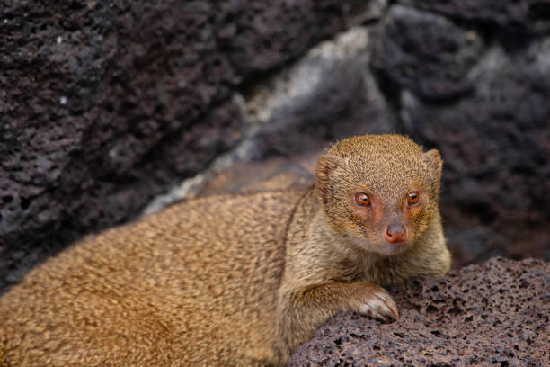 Cute furry Small Asian mongoose is resting among black volcanic rocks in the garden, invasive species in Hawaii islands.