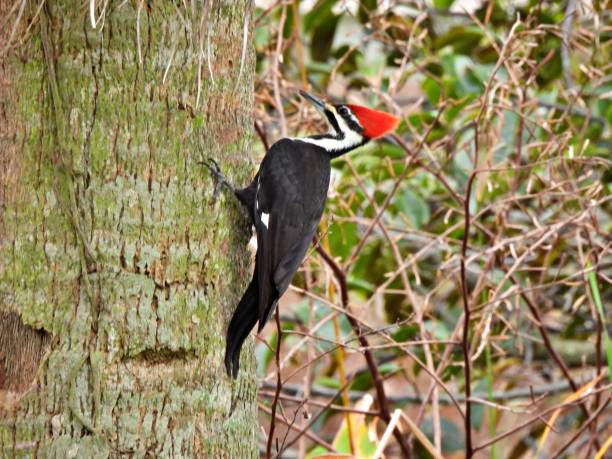 istock Pileated Woodpecker (Dryocopus pileatus) - perched on the side of a palm tree 2194594842