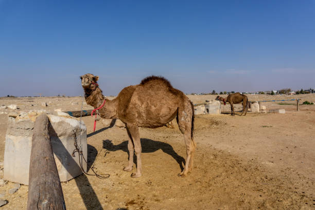 Group of dromedary