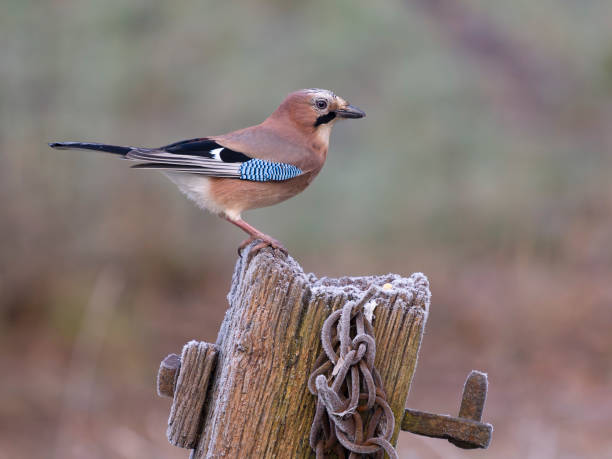 istock Eurasian jay, Garrulus glandarius 2194596470