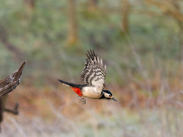 istock Great-spotted woodpecker, Dendrocopos major 2194596481