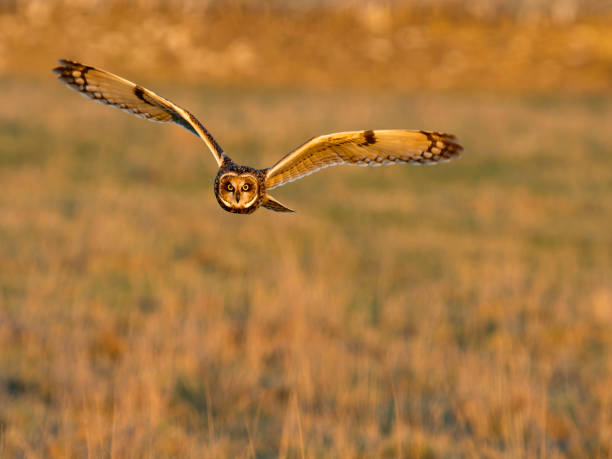 istock Short-eared owl, Asio flammeus 2194596486