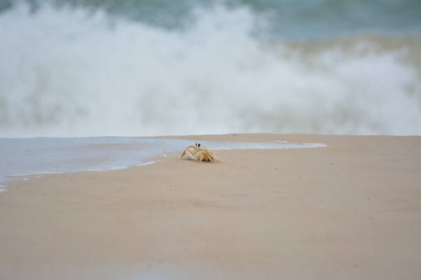 istock Ghost crab on a sandy beach whith a white wave in background 2194598033