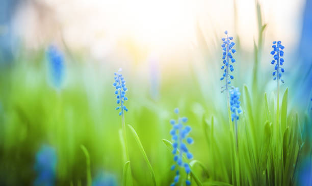 Muscari botryoides spring flowers bloom in sunlight with vibrant green background, symbolizing renewal.