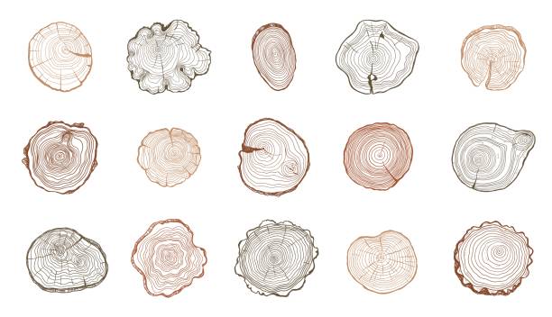 Tree rings. Wooden log trunk slices with annual growth circles, rough timber stump sections with organic texture flat style. Vector isolated set.