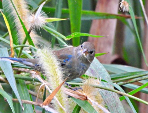 istock Indigo Bunting (Passerina cyanea) - non-breeding male eating  grass seed 2194599898