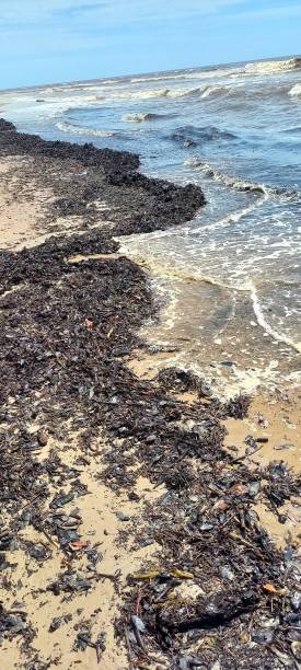 istock organic waste on a deserted beach 2194600471