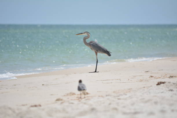 The image captures a majestic heron standing tall on a sandy beach, gazing towards the shimmering turquoise waters of the ocean. Its sleek, gray feathers and long legs contrast beautifully with the light-colored sand. In the foreground, a smaller shorebird is partially blurred, adding depth to the composition. The tranquil waves gently lap at the shoreline, while the clear blue sky stretches above, completing this peaceful coastal scene.