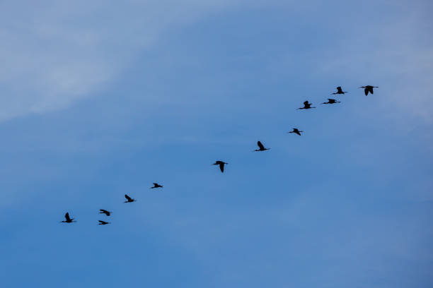 istock Flock of White-faced Ibis (Plegadis chihi) in the blue sky. 2194602463