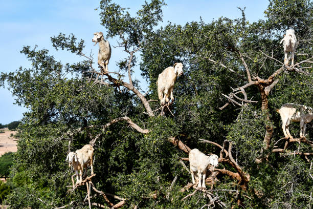 istock stork in the nest, photo as background 2194603810