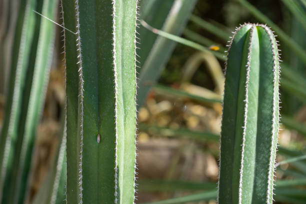 Closeup Mexican fencepost cactus upright form with spikes.