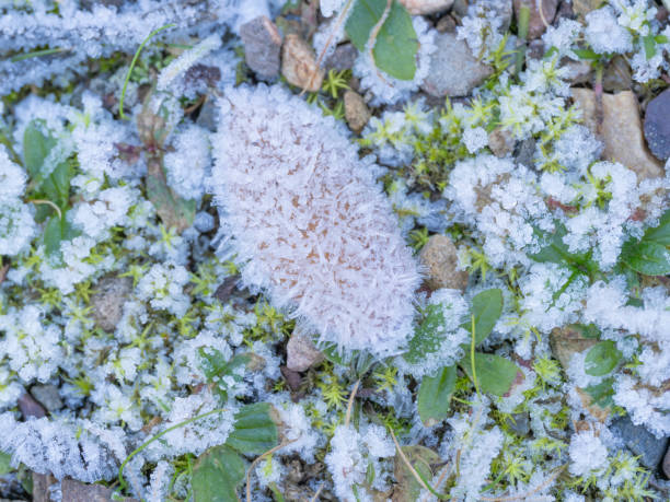 Close-up of ice-covered vegetation on a cold winter morning