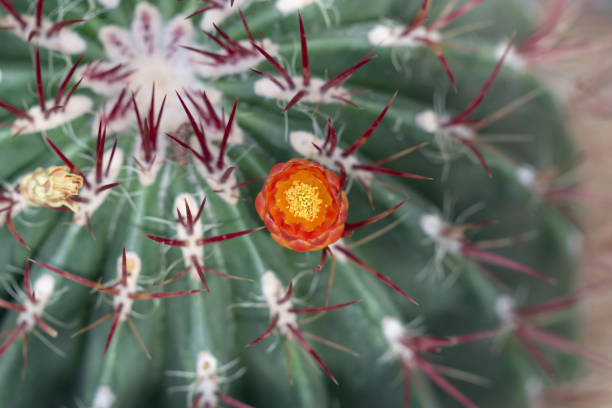 Green spikey ball cactus with orange colour flower or Mexican Lime cactus.