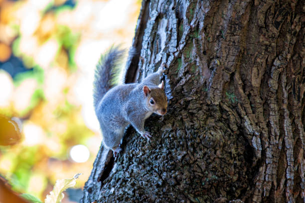 istock Grey Squirrel (Sciurus carolinensis) spotted in National Botanic Gardens, Dublin 2194608893