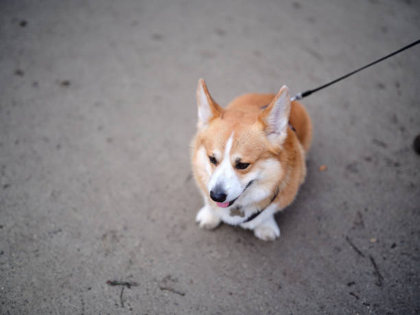 Adorable welsh corgi pembroke sitting patiently on a leash during a walk, enjoying the outdoors