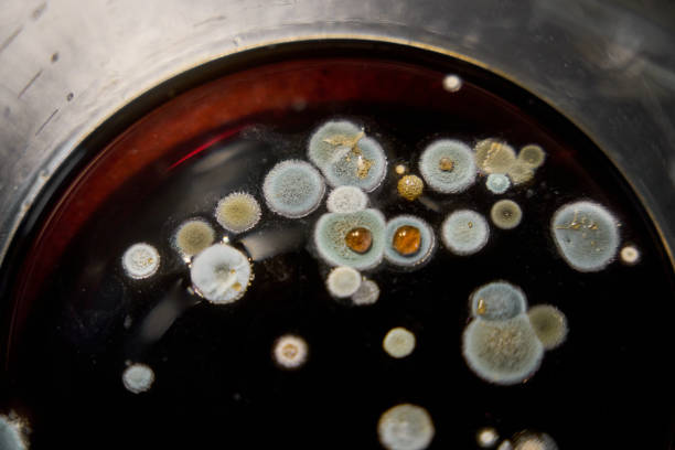 macro shot of fuzzy mold in agar-agar
